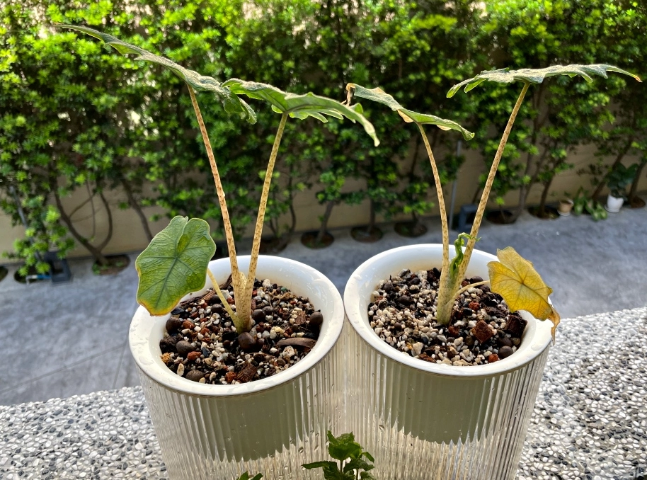 傑克林觀音蓮葉子變黃