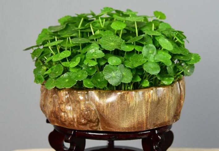 金錢草照顧 金錢草照顧