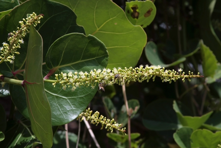 海葡萄會開花嗎