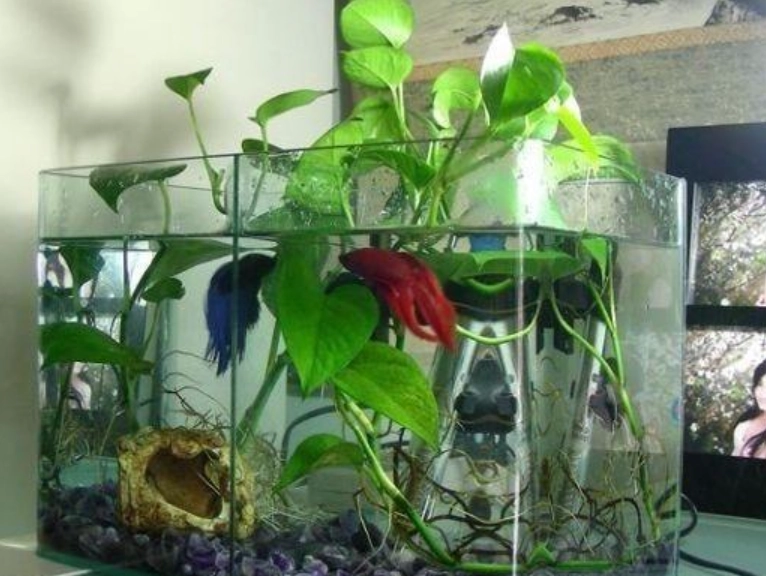 黃金葛有毒養魚