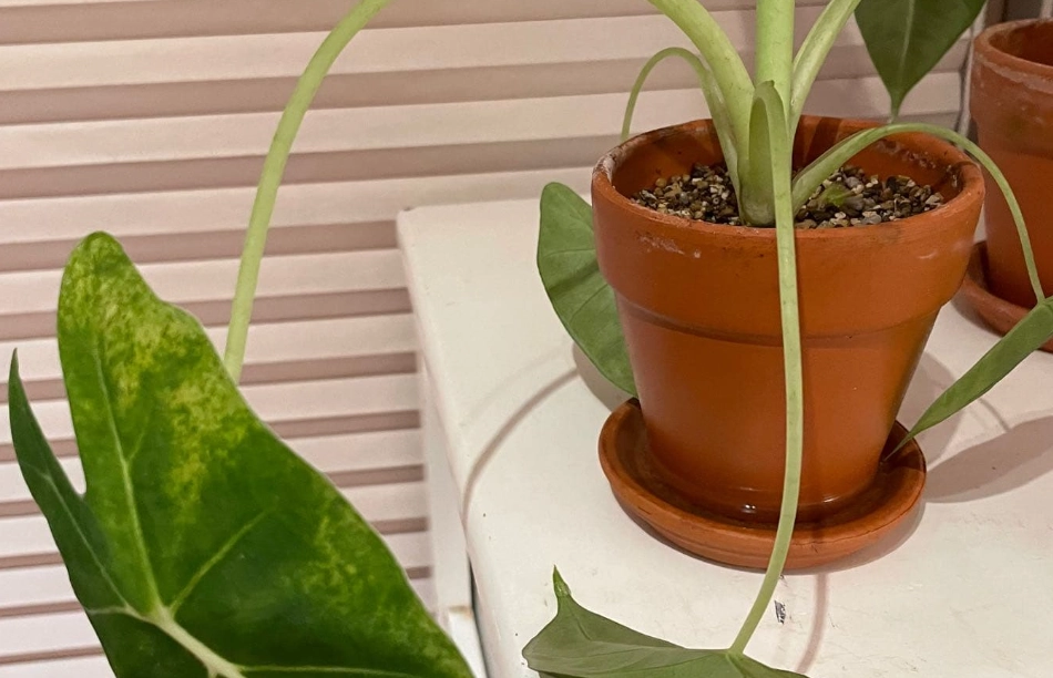 觀音蓮葉子下垂