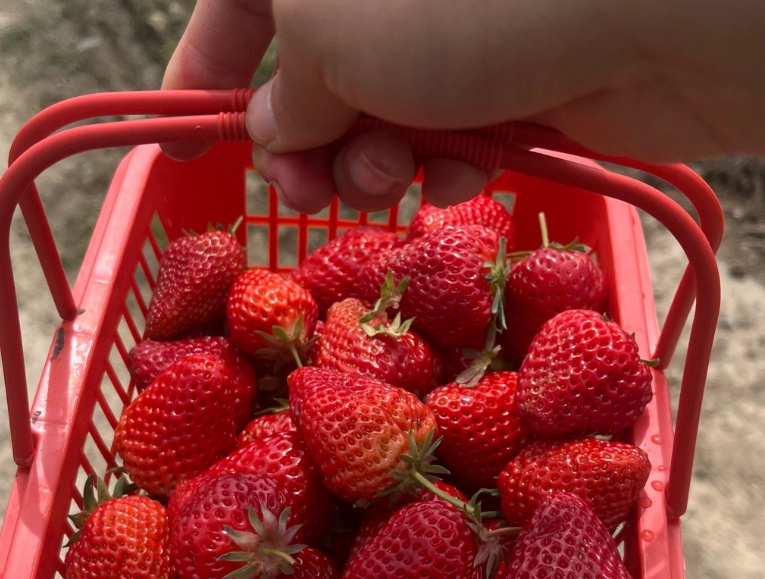 大湖採草莓行程