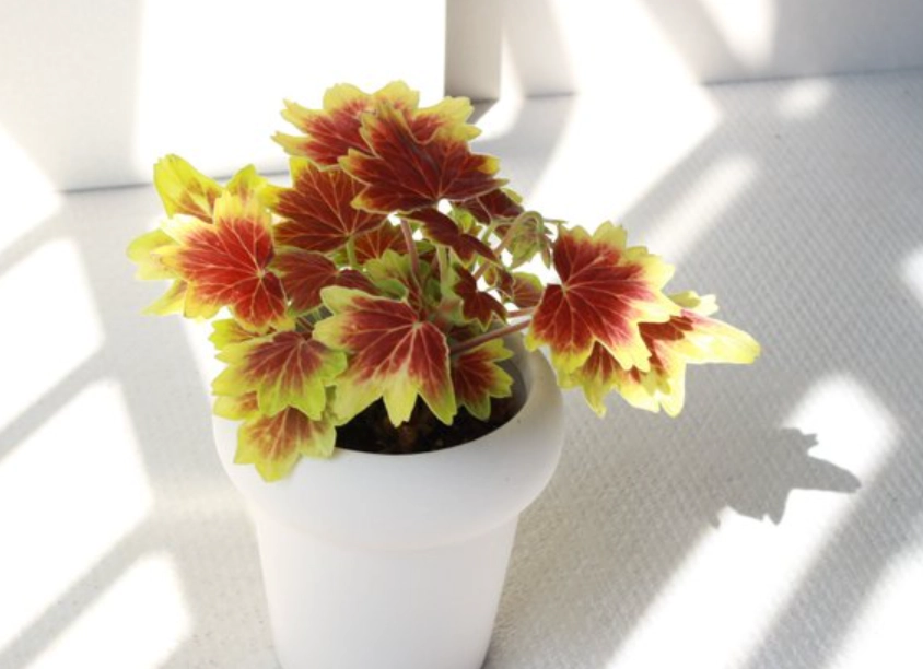 天竺葵盆栽 天竺葵盆栽