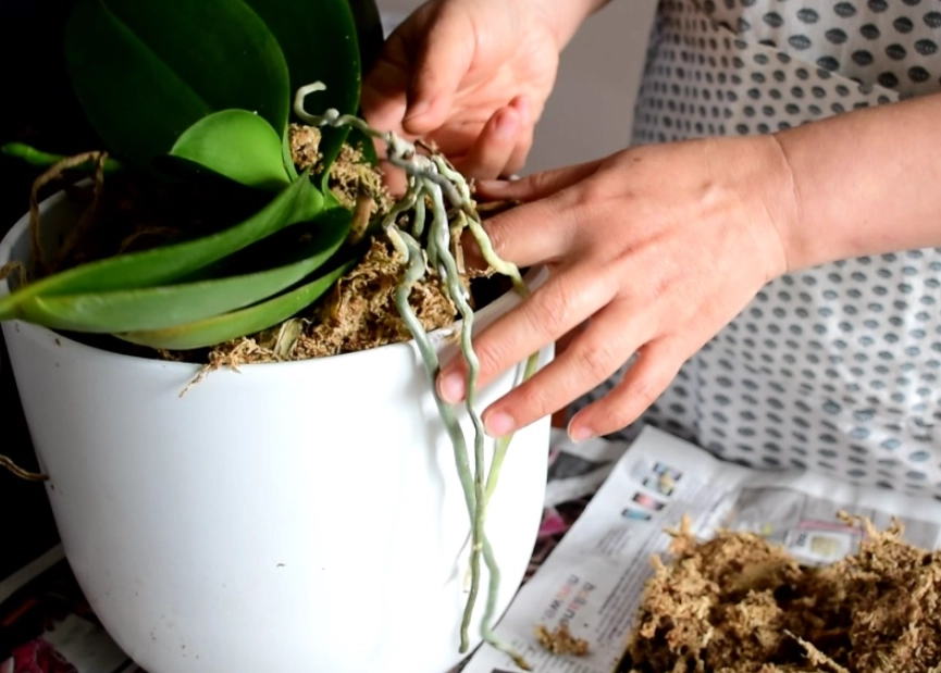 蘭花氣根太長