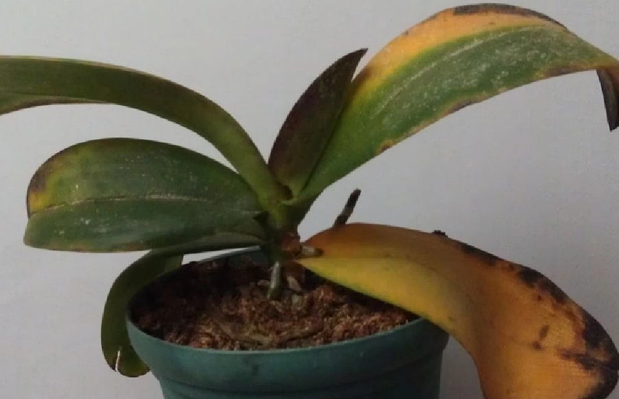 蝴蝶蘭黃葉病