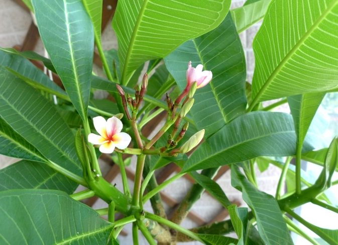 雞蛋花中毒症狀