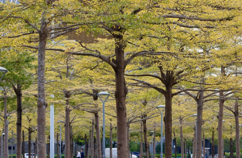 小葉欖仁落葉期