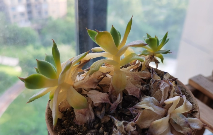 多肉植物太多水