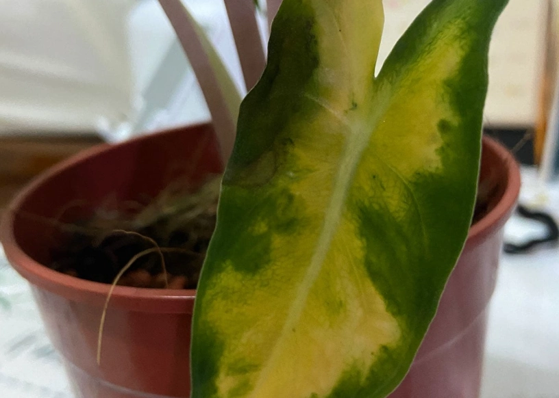 觀音蓮葉子變黃