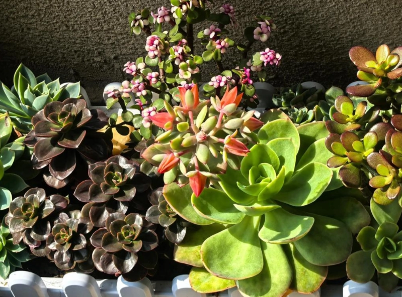 多肉植物與乾燥花的袖珍花園