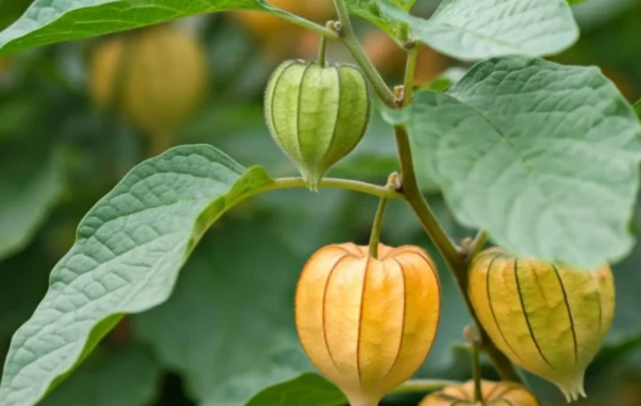 燈籠果修剪時間