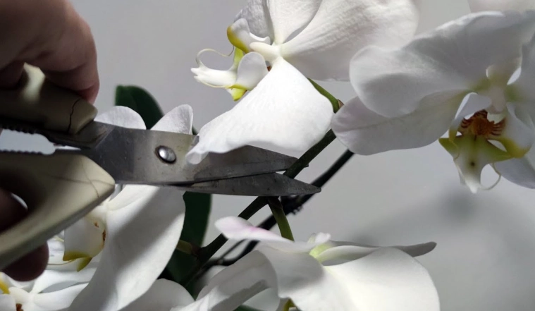 蝴蝶蘭剪枝
