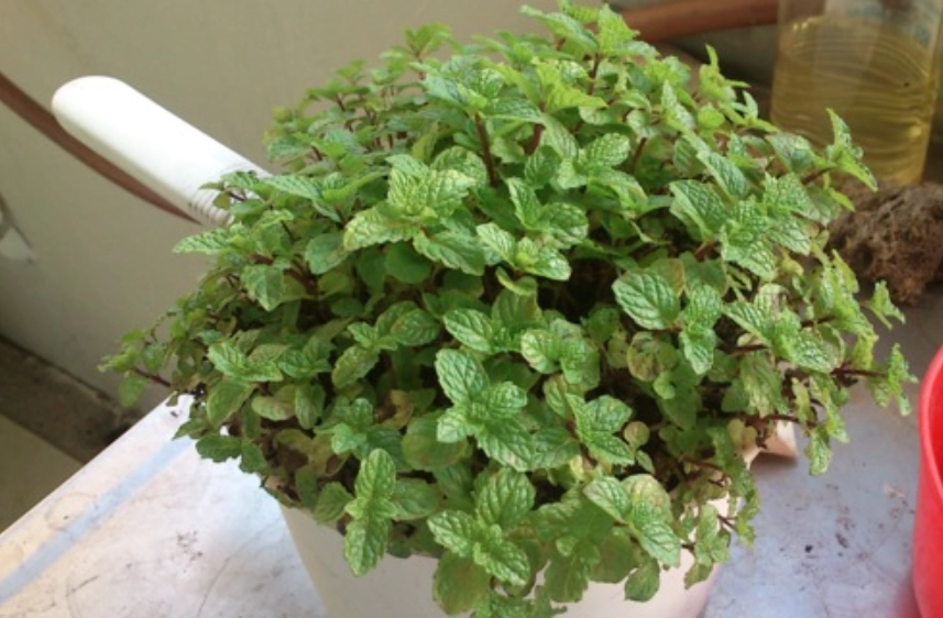 綠薄荷種植