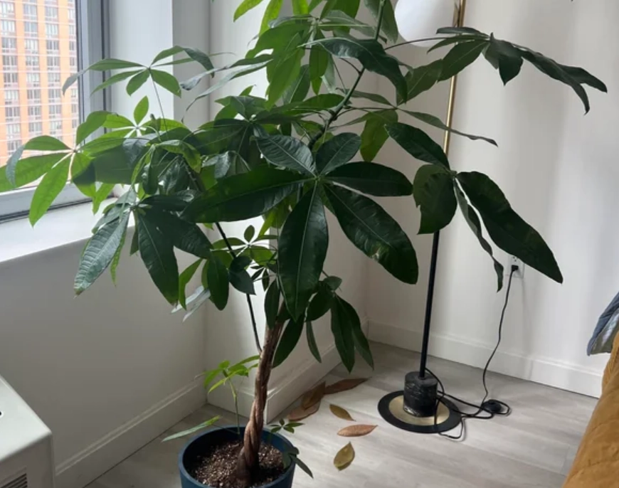 發財樹越長越高