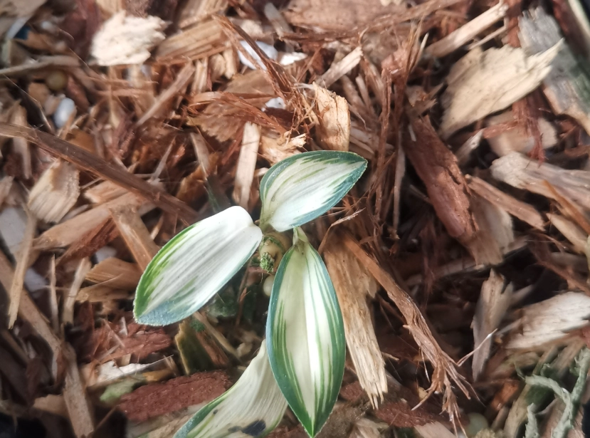 木屑可以種蘭花嗎