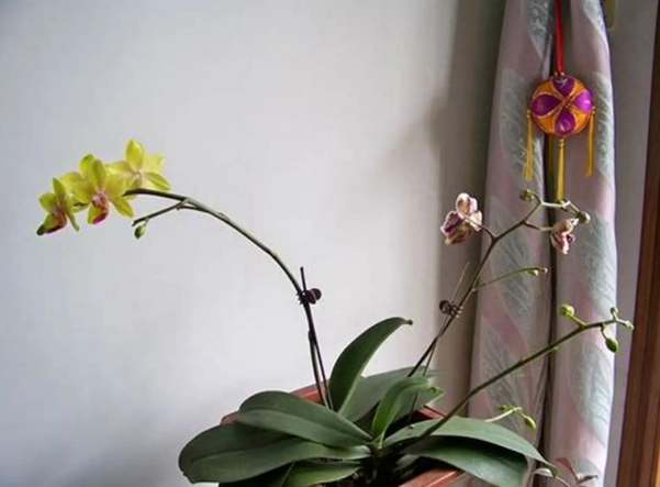 蘭花氣根可以剪嗎