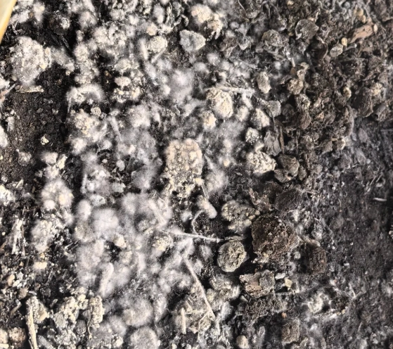 培養土發霉可以用嗎