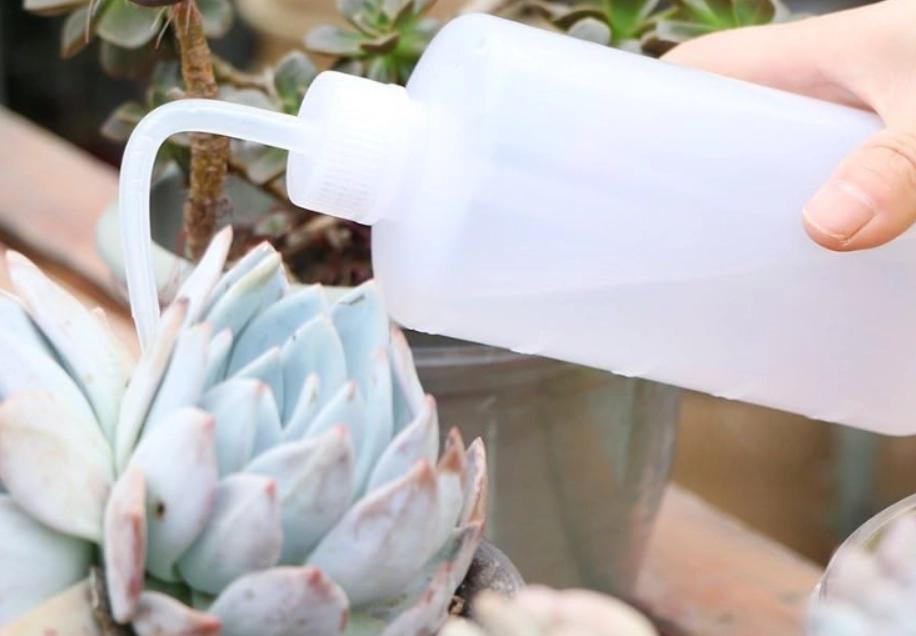 肉肉植物如何浇水