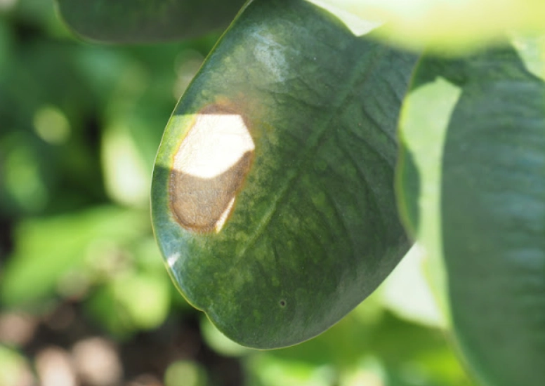 福木病蟲害 福木病蟲害