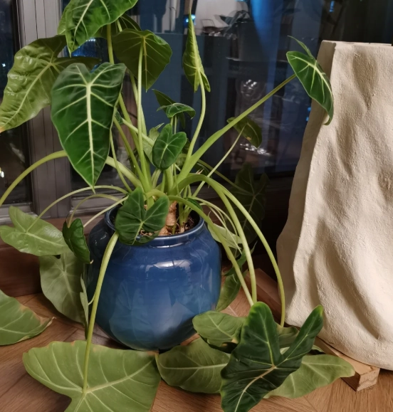 觀葉植物葉子下垂