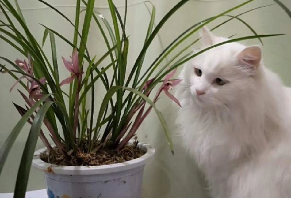 貓咪可以聞蘭花嗎