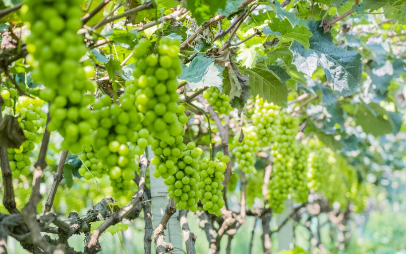 葡萄照顧 葡萄照顧