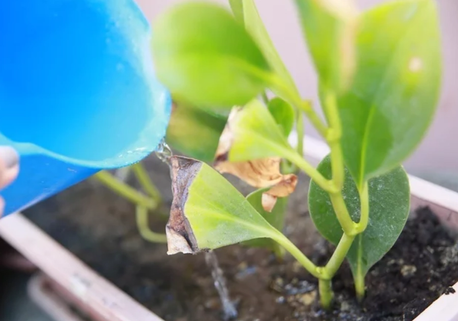 植物澆太多水怎麼辦？從爛根急救到正確澆水全攻略