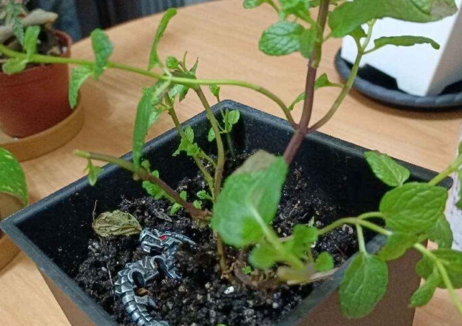 薄荷日照不足怎麼辦？3分鐘看懂葉片徒長、發黃補救法