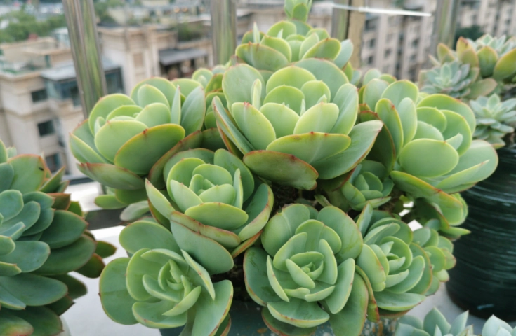 多肉植物生長速度