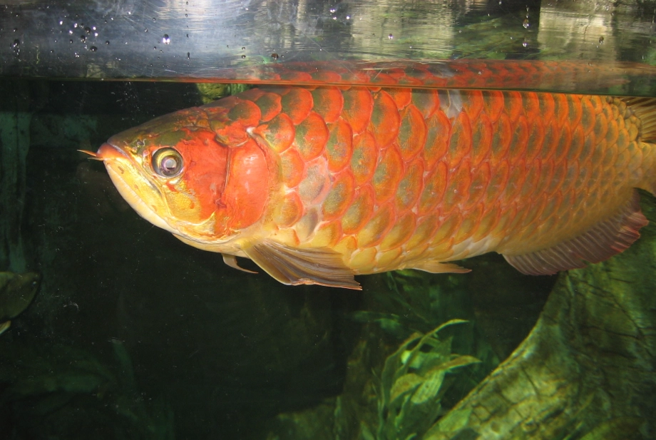 夢到龍魚代表什麼？從風水、心理、實境三大角度深度解碼