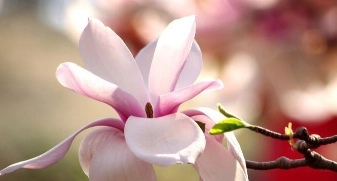 各種花的象徵 各種花的象徵