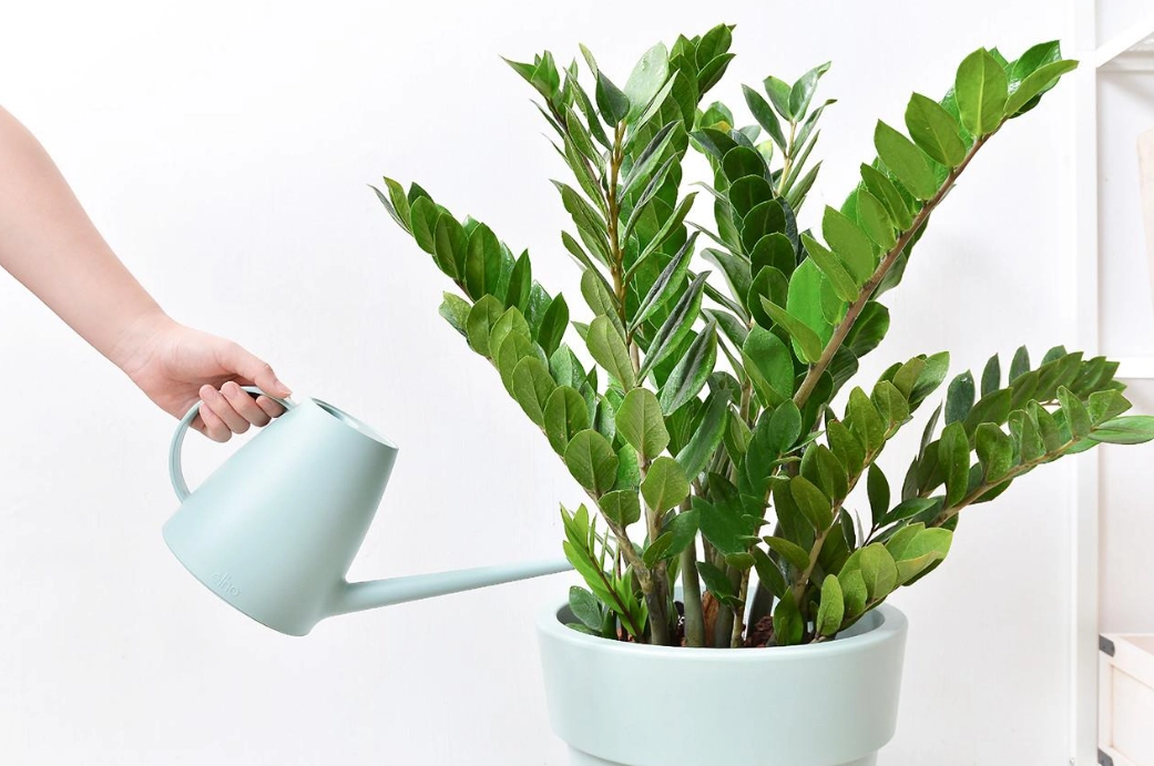 金錢樹放室外 金錢樹放室外