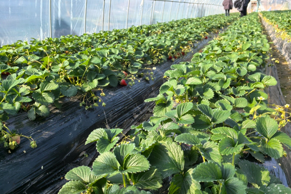 關西採草莓一日遊