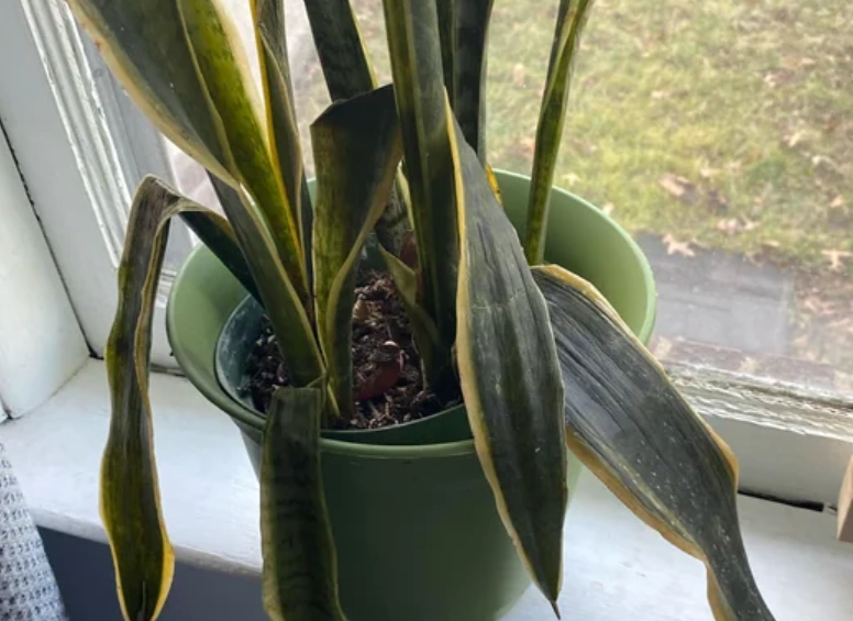 虎尾蘭葉子下垂