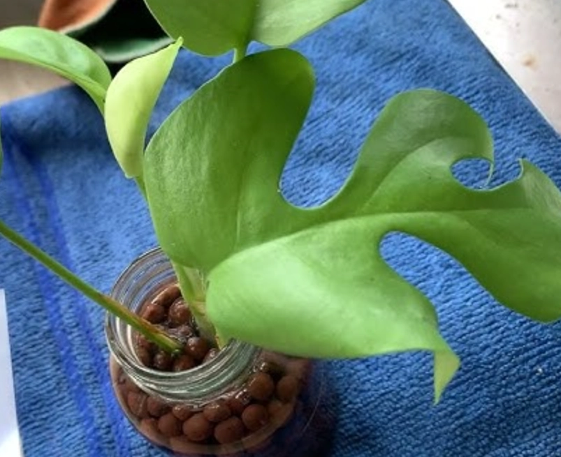 發泡煉石龜背芋