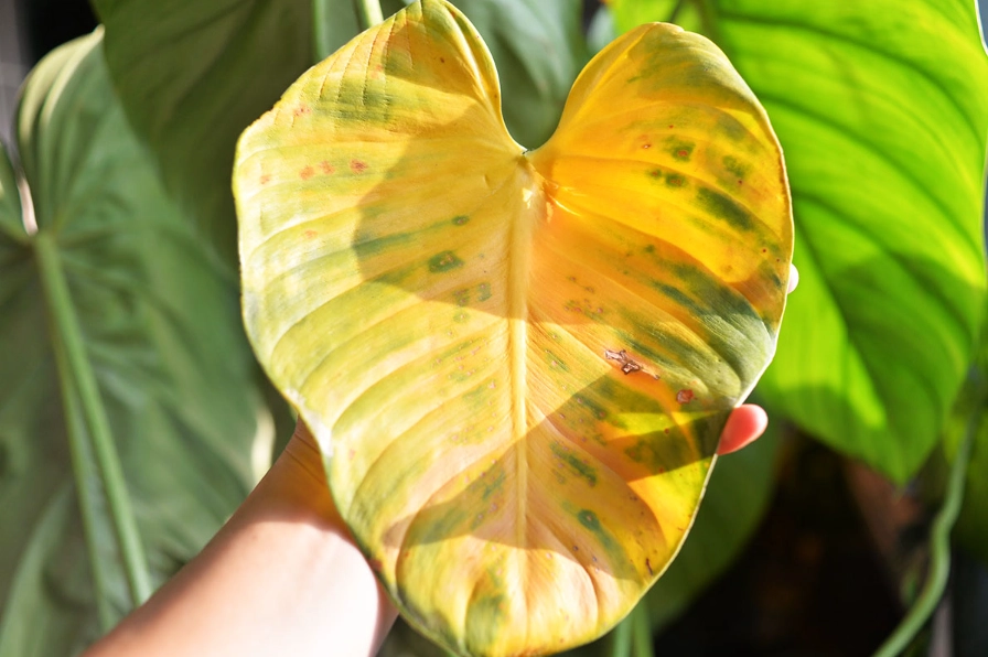 植物葉子變黃怎麼辦
