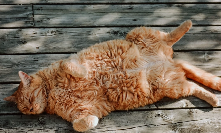 貓樟腦中毒症狀