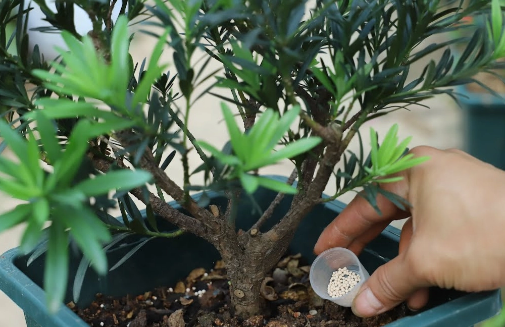 羅漢松肥料推薦