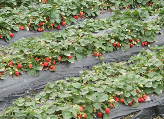關西有機草莓園