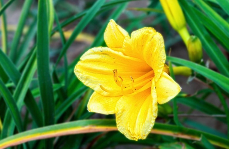 花的花語祝福 花的花語祝福