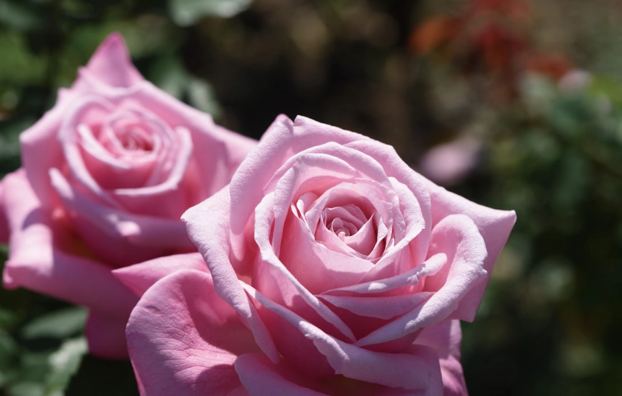 對狗無害的花 對狗無害的花