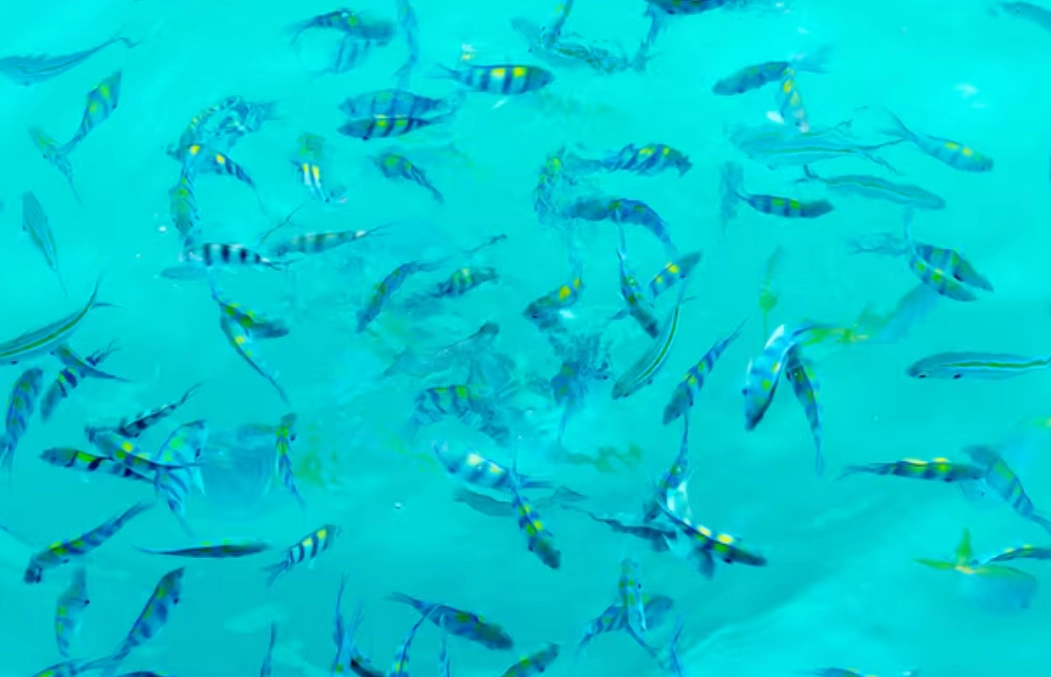 夢見很多魚 夢見很多魚