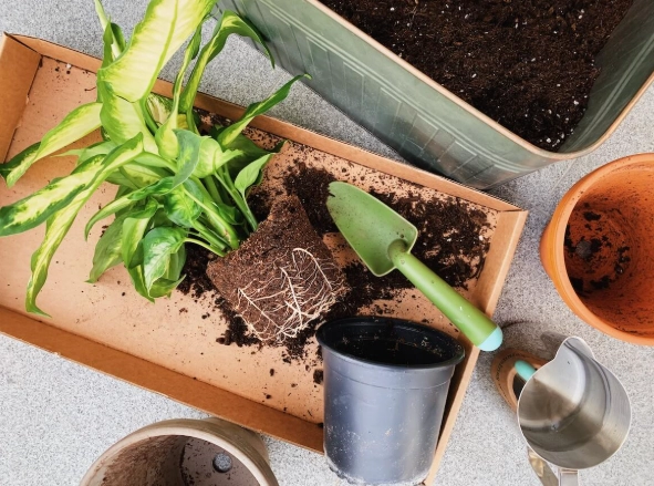 盆栽 一定要換土 嗎