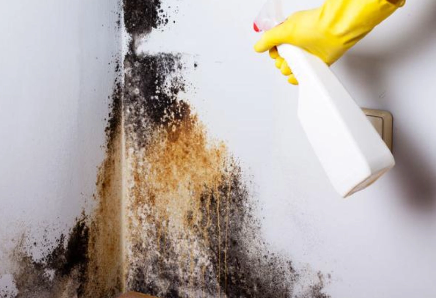 去除黴菌的方法