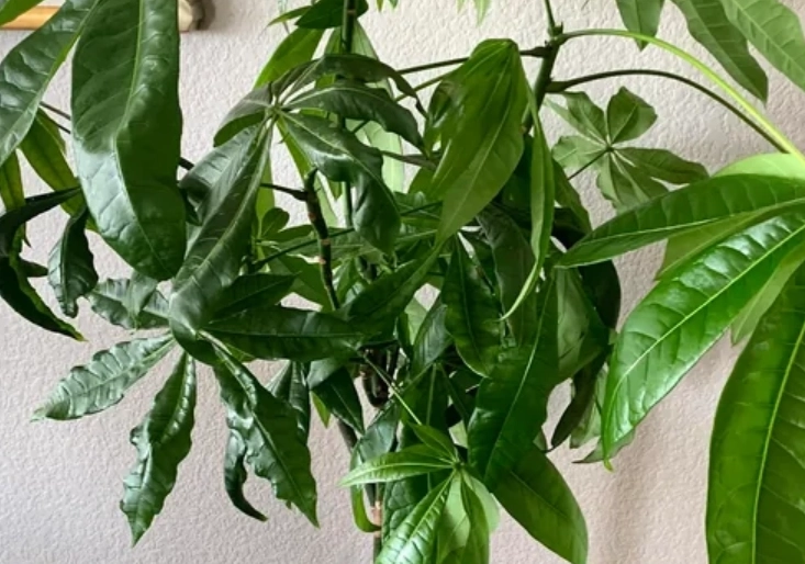 金錢樹葉子繁殖