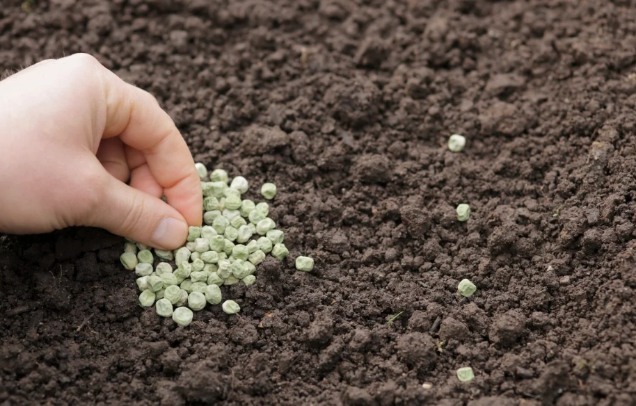 葡萄籽怎麼發芽