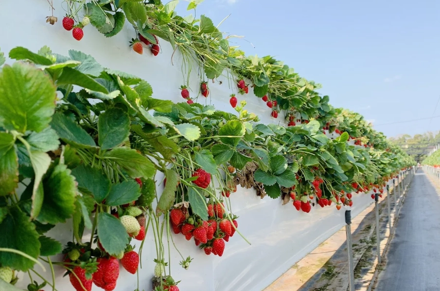 關西竹林草莓園