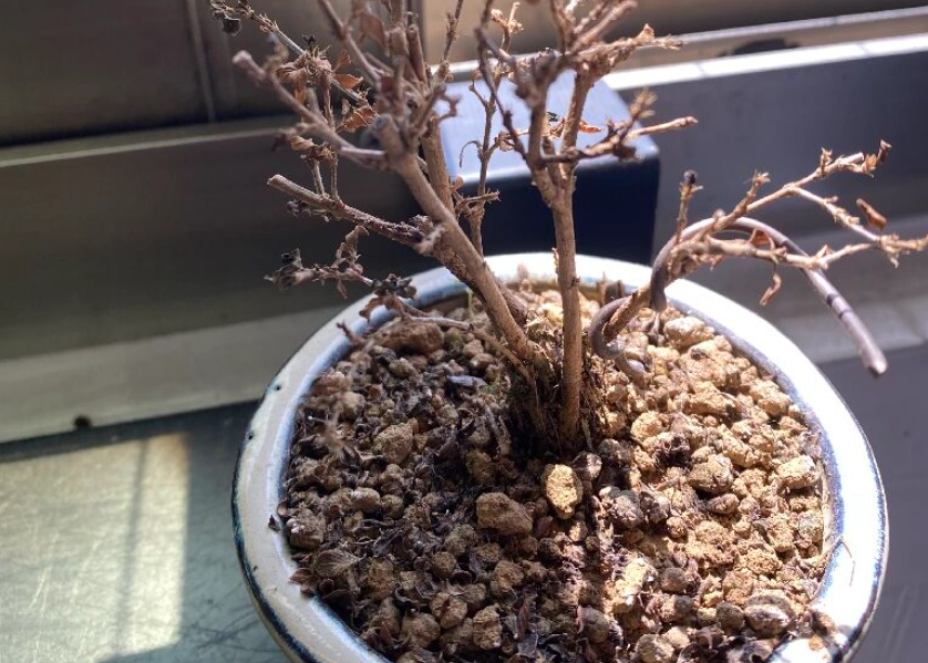 盆栽枯死