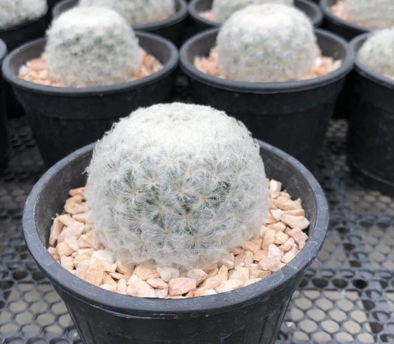 白星仙人掌開花 白星仙人掌開花