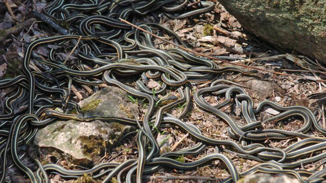 夢到很多蛇在地上爬 夢到很多蛇在地上爬